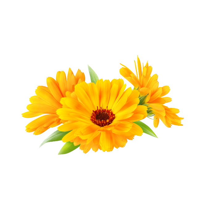 Calendula Extract