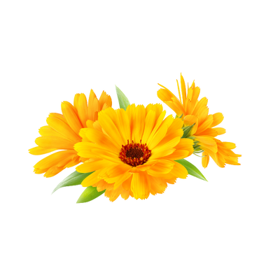 Calendula Extract