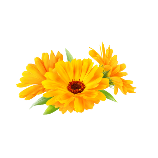 Calendula Extract