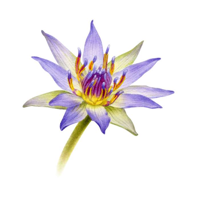 Blue Lotus Leaf