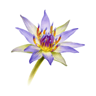 Blue Lotus