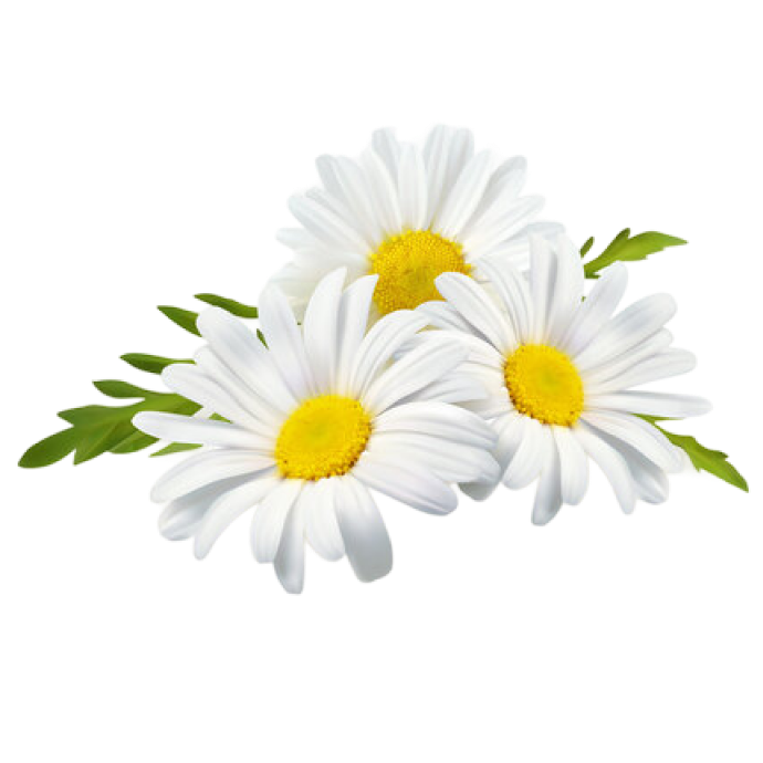 Chamomile Extract