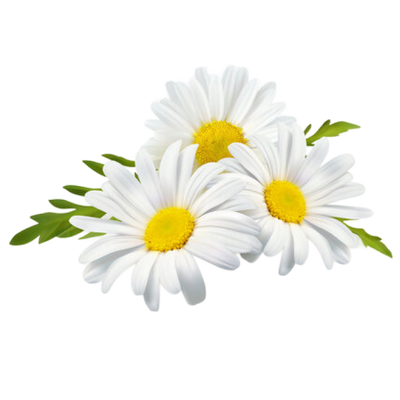 Chamomile Extract